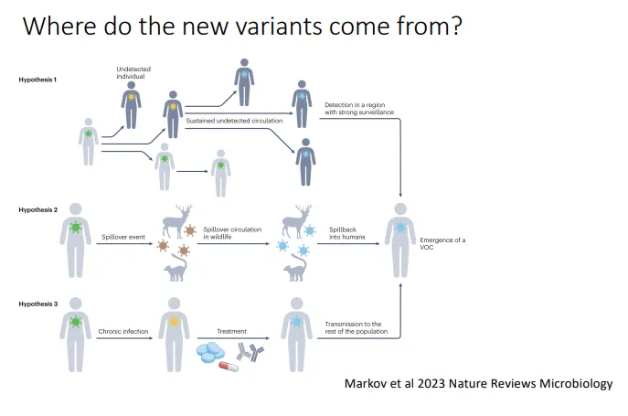 <ul><li><p>the virus circulates and mutates in an unsampled population, then spills over into a surveilled population</p></li><li><p>the virus spills over into other species, mutates then spills back into humans</p></li><li><p><strong>long chronic infections of immunocompromised individuals allow for the rapid evolution of the virus- this is the favoured hypothesis</strong></p></li></ul><p></p><p>this is how we believe new variants of concern (now called major variants) of covid-19 evolved</p><ul><li><p>this hypothesis is most popular because it is the only one which favours<strong> mutations in the spike genes</strong> that allow new variants to cause waves of infections by binding to host cells and evading host antibodies better</p></li></ul><p></p>
