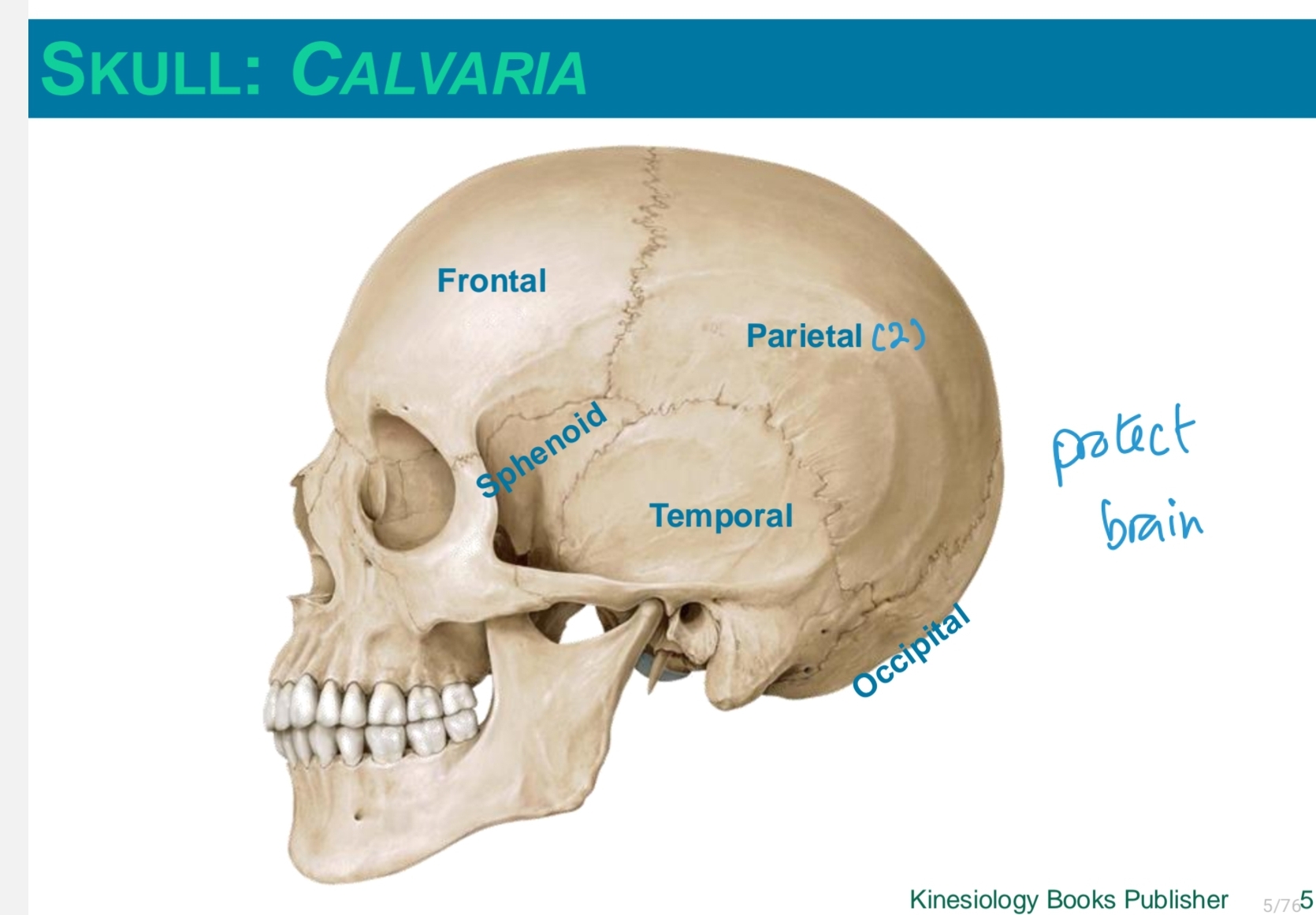 <ul><li><p>frontal</p></li><li><p>parietal (2)</p></li><li><p>sphenoid</p></li><li><p>temporal </p></li><li><p>occipital</p></li></ul><p></p>