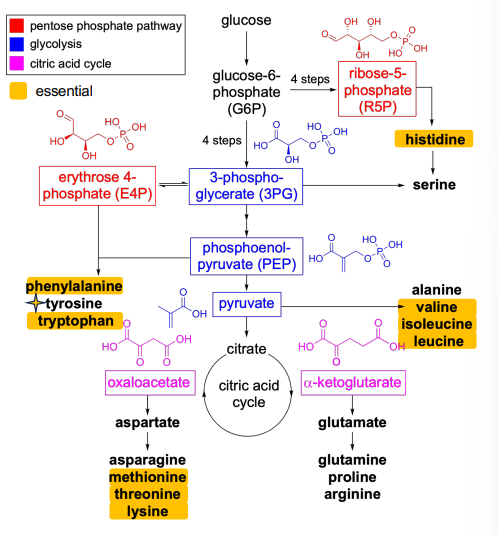 <p>Glycolysis (amino acids) </p>