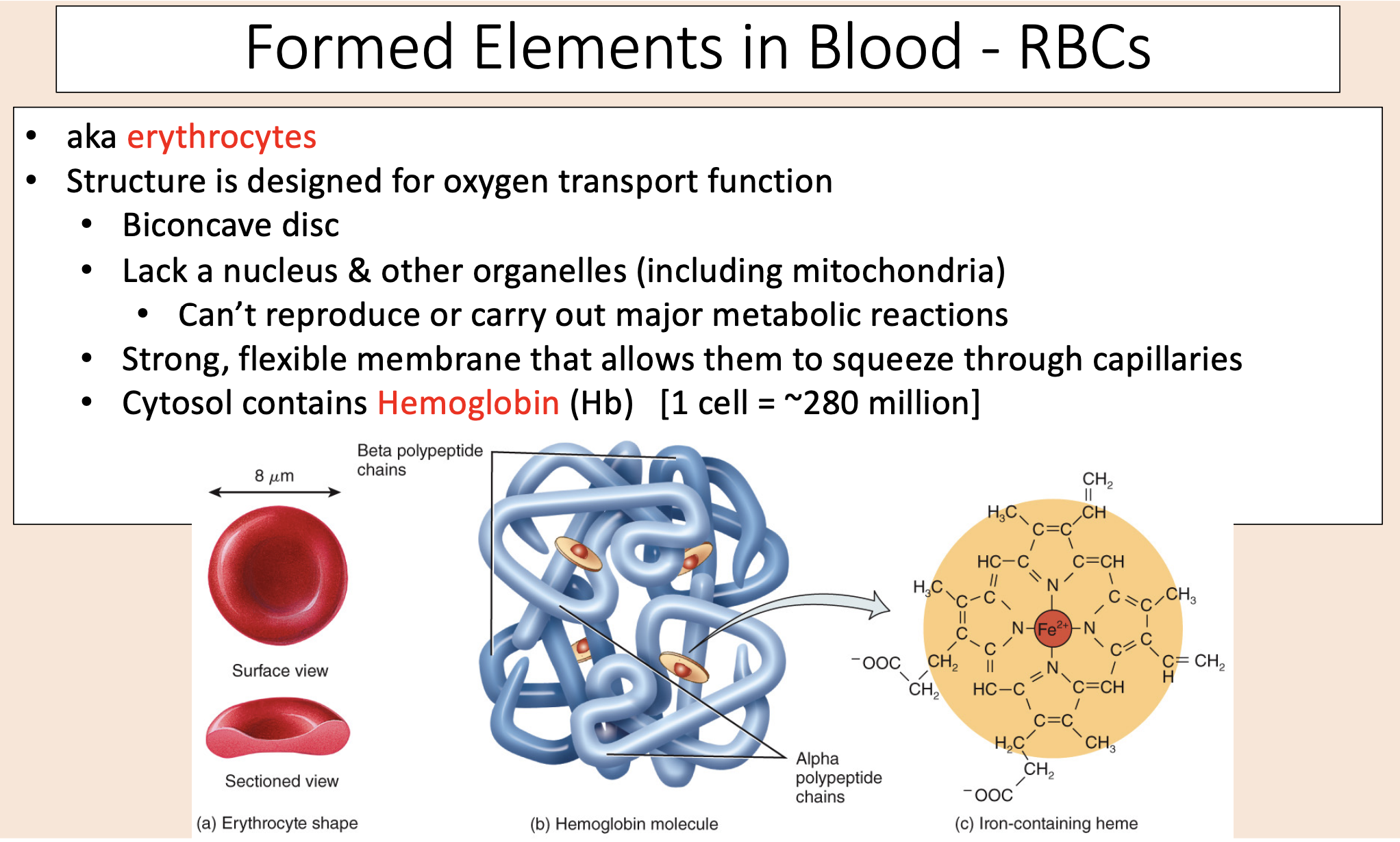 <p><span>• Biconcave disc.</span></p><p><span>• Lack a nucleus &amp; other organelles (including mitochondria).</span></p><p><span>• Strong, flexible membrane that allows them to squeeze through capillaries.</span></p><p><span>• Cytosol contains </span><span style="color: rgb(255, 0, 0);"><span>Hemoglobin </span></span><span>(Hb) [1 cell = ~280 million].</span></p>