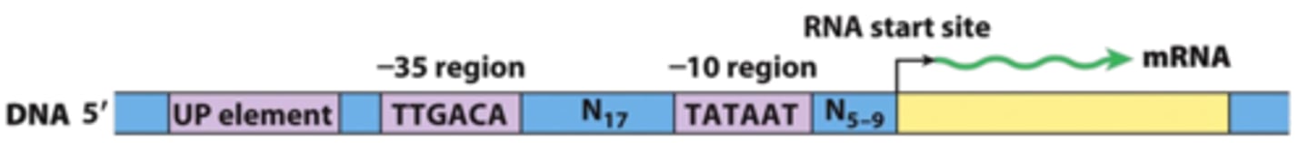 <p>a core promoter (essential for the start of transcription)</p><p>and regulatory elements (modulate how much, when, and where a gene is transcribed)</p>