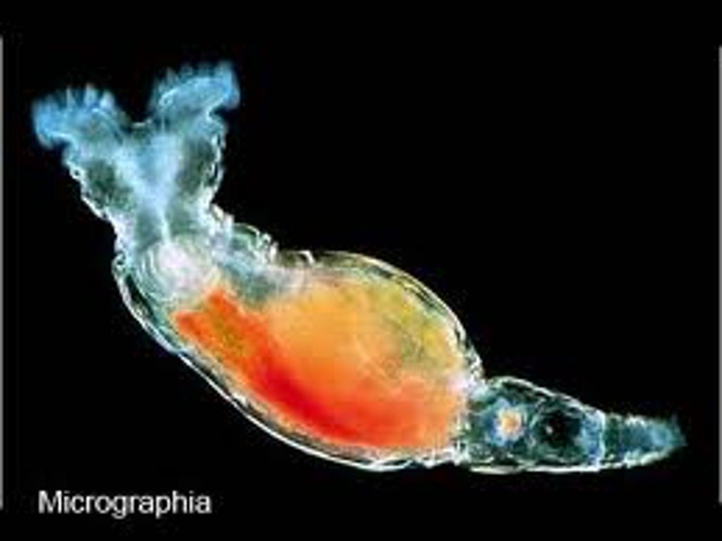 <p>- Part of the lophotrochozoa</p><p>- Known as "Wheeled Animals"</p><p>- Named for corona</p><p>- Possess mastax and trophi</p><p>- Most live in fresh water</p><p>- Do no molt</p><p>- Pseudocoelomate</p><p>- Live for around one week</p><p>- Take coloration from food</p><p>- Complete digestive system</p><p>- No cuticle or chitin</p><p>- Ciliary swimming</p><p>- Lophophore larvae stage</p><p>- Possess flame cells</p><p>- Can go into cryptobiosis</p><p>- Possess spines on their body</p><p>- Dieocious</p><p>- Some only female</p><p>- 900-1,000 small cells</p><p>- Omnivores</p><p>- Function as a food source</p>
