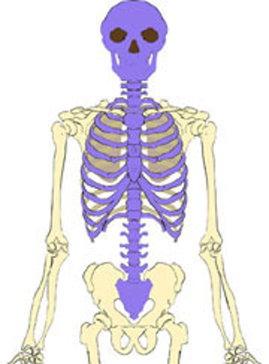 <p>Skull, rib cage, and spine</p>