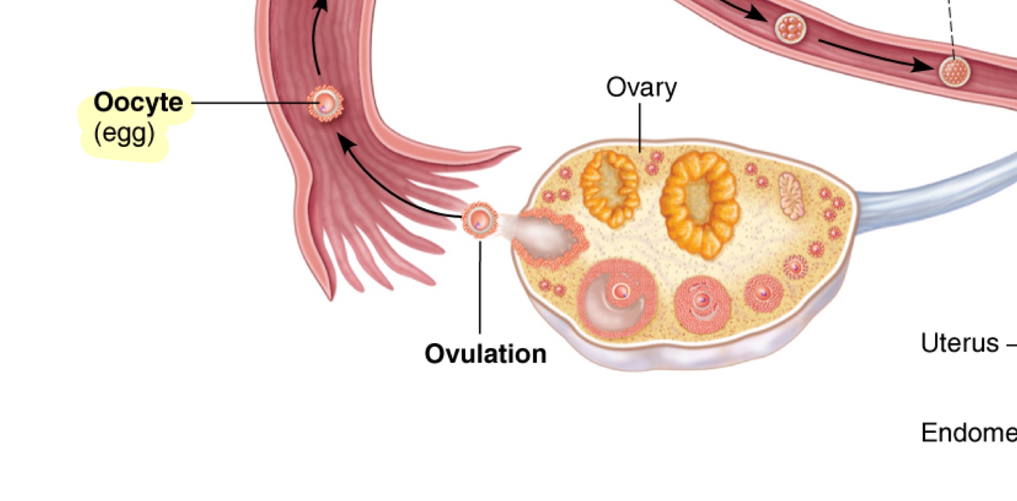 <p>Oocyte</p>