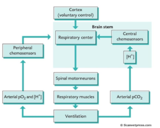 <p>What do we notice in this diagram about a)ascending pathways and b) descending pathways</p>
