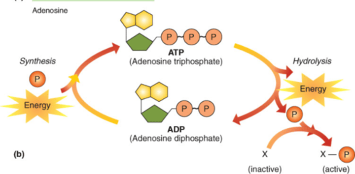 <p>adenosine diphosphate; molecule that ATP becomes when it gives up one of its three phosphate groups</p>