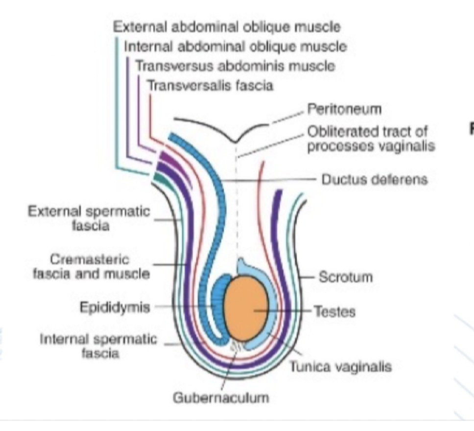 <ol><li><p>Epidermis</p></li><li><p>M. darthos (kontraherar)</p></li><li><p>Fascia spermatica externa</p></li><li><p>N. cremaster (drar upp testis)</p></li><li><p>Fascia spermatica interna</p></li><li><p>Tunica vaginalis parietalis et visceralis</p></li><li><p>Tunica albuginea </p></li></ol>