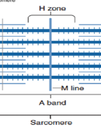 <p>H-zone</p>