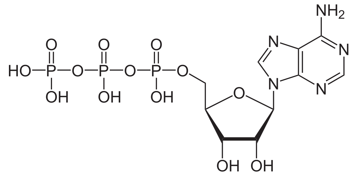 adenosinetrifosfaat, energiedragermolecuul dat bestaat uit adenosine en drie fosfaatgroepen