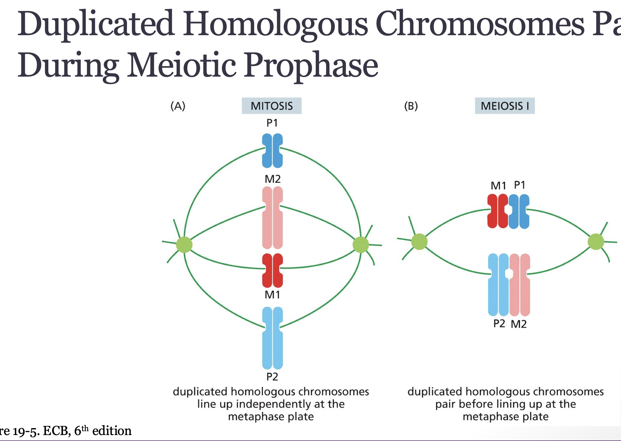 <p>bivalent/tetrad </p><ul><li><p>duplicated homologs pair during meiotic prophase </p></li></ul><p></p>