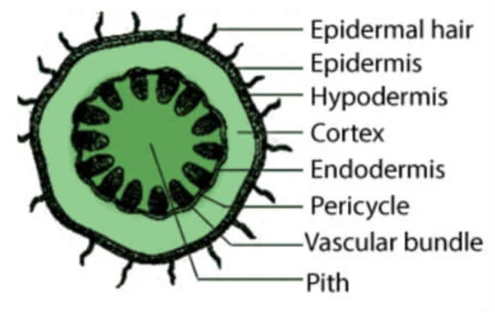 <p>monocot or dicot? what is it </p>