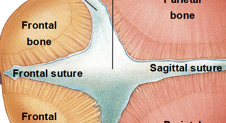 <ul><li><p>like a coronal suture area </p></li></ul><p></p>