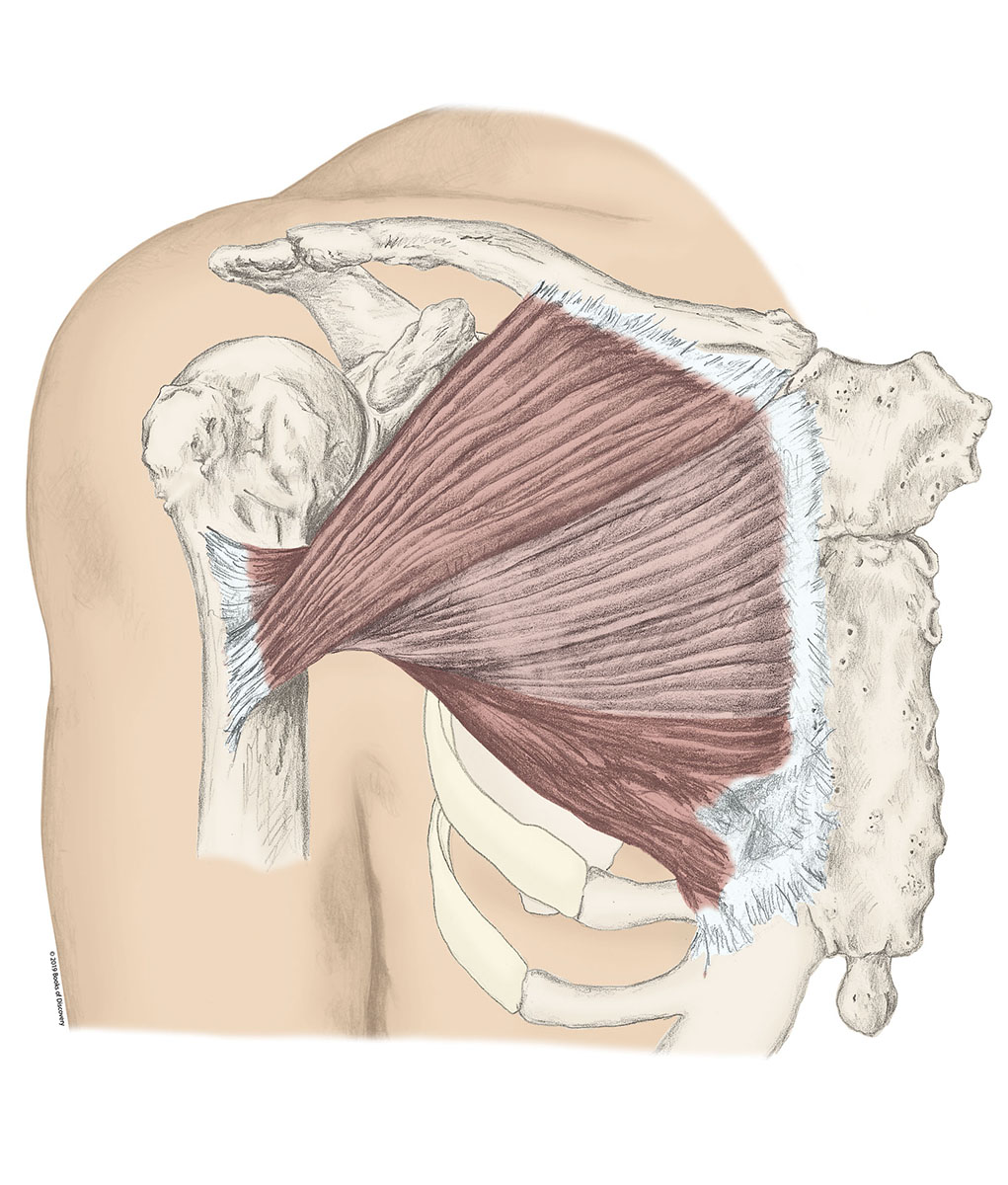 <p>Pectoralis Major</p>