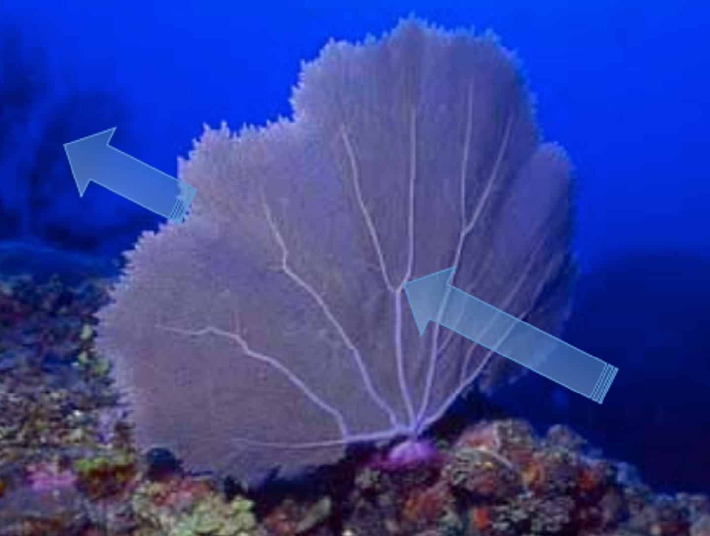 <p>- Protrude feeding organ into current and collect particles</p><p>- e.g., some hydroid cnidarians</p>