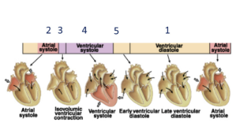 <p>ventricular filling (refilling with blood low pressure), atrial contraction (atriole systole), isovolumetric ventricular contraction, ventricular ejection, isovolumetric ventricular relaxation (both semi-luna and atrioventricular valves are closed until pressure drops)</p>
