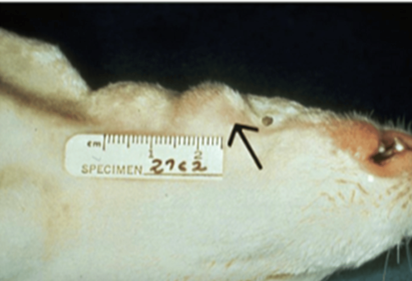 <p>The causative agent of this disease is not known to do which of the following?</p><p>a.Metastasize to the brain</p><p>b.Cause focal hepatitis</p><p>c.Present with enlarged cervical lymph nodes as the only clinical sign</p><p>d.Present with torticollis, nasal or ocular discharge</p>