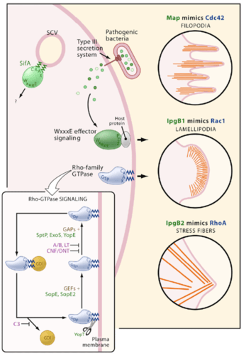 <p>Map (EPEC), IpgB (Shigella), SifA (Salmonella)</p>