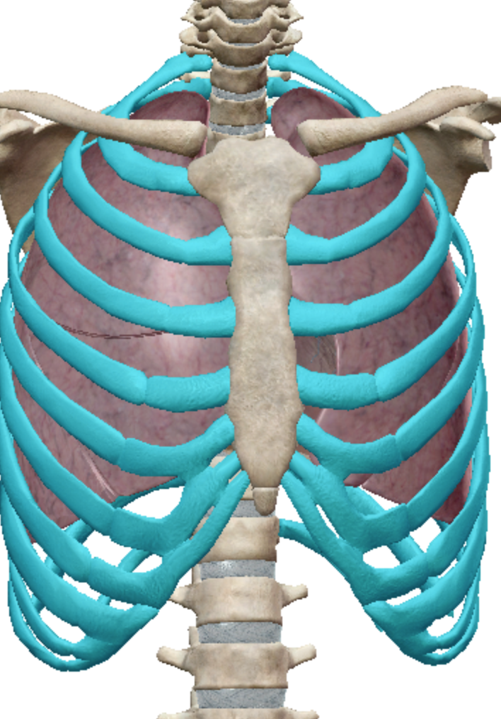 <p>Flat bones</p>