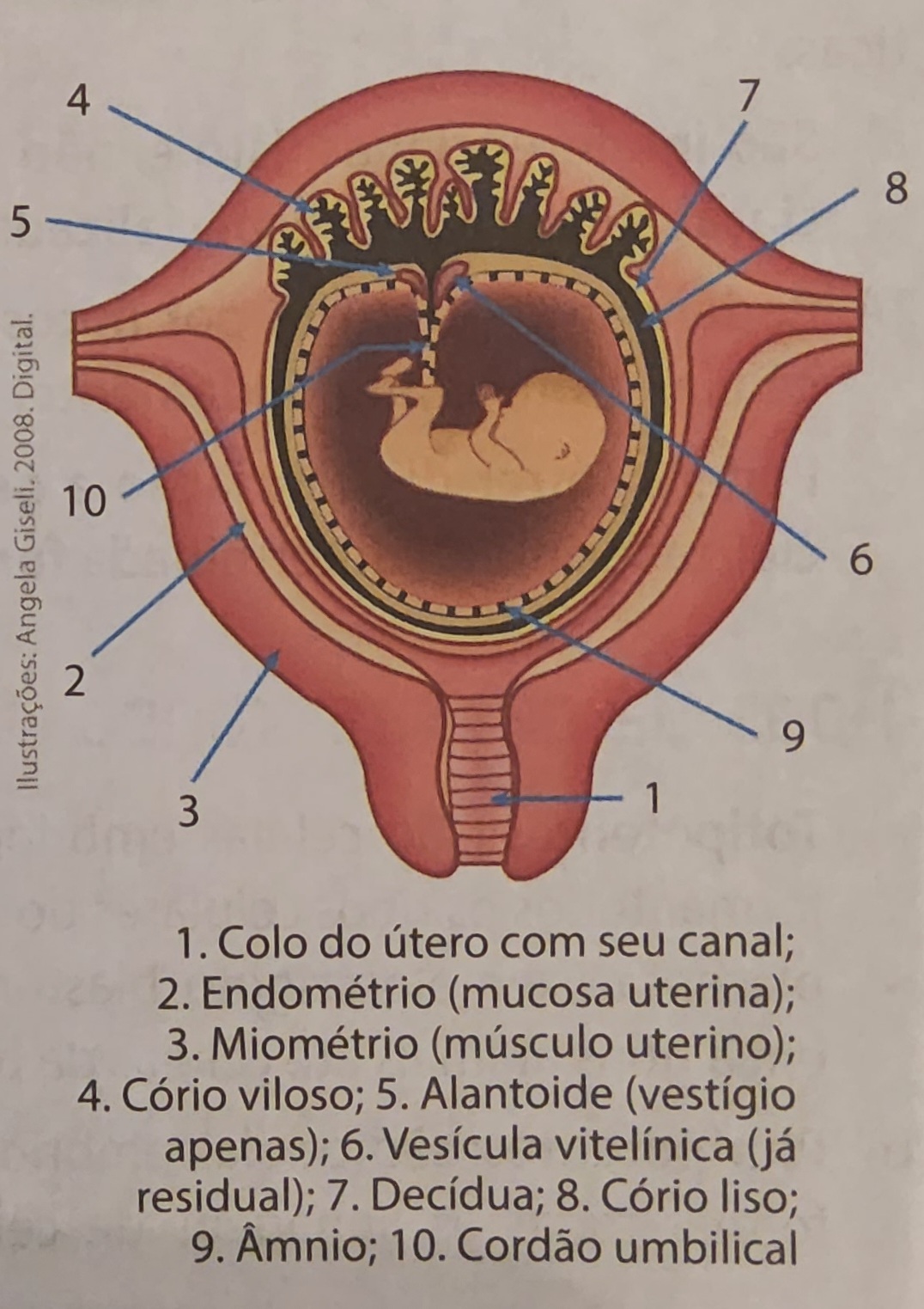 * trofoblasto →cório (parte fetal) → placenta
* órgão transitório, misto (formado por tecidos de dois indivíduos) parte fetal e parte materna
  * nutrição
  * trocas gasosas
  * excreção
  * produção de hormônios
  * defesa imunitária
* o sangue da mãe e do filho não se misturam na placenta
* as trocas ocorrem por difusão simples e facilitada, osmose e transporte ativo
* apesar de ser uma barreira imunitária, não evita doenças congênitas, de mãe para feto, como AIDS e rubéola