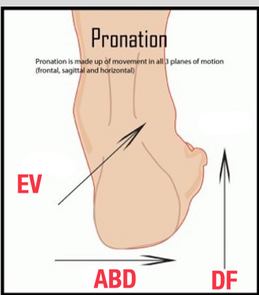 <p>DF, Eversion, Abduction</p>