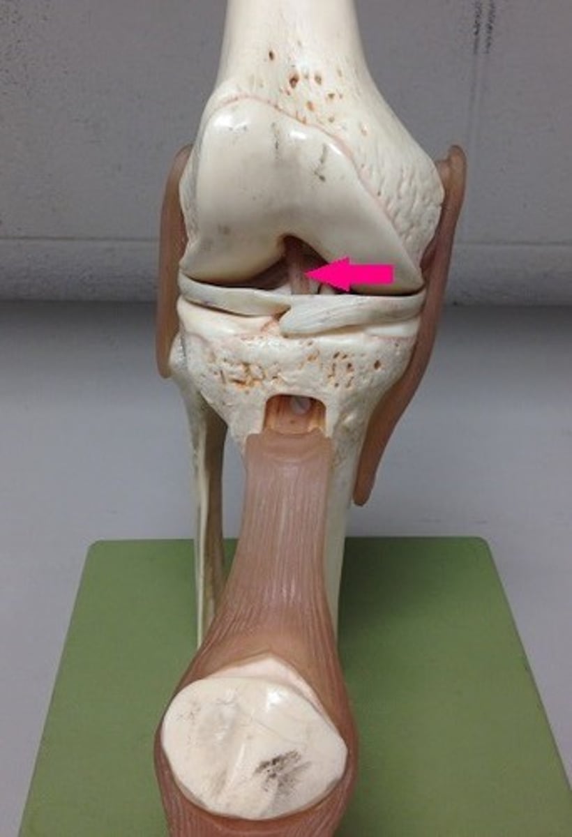 <p>Fx: prevent anterior movement of the tibia on the femur</p>