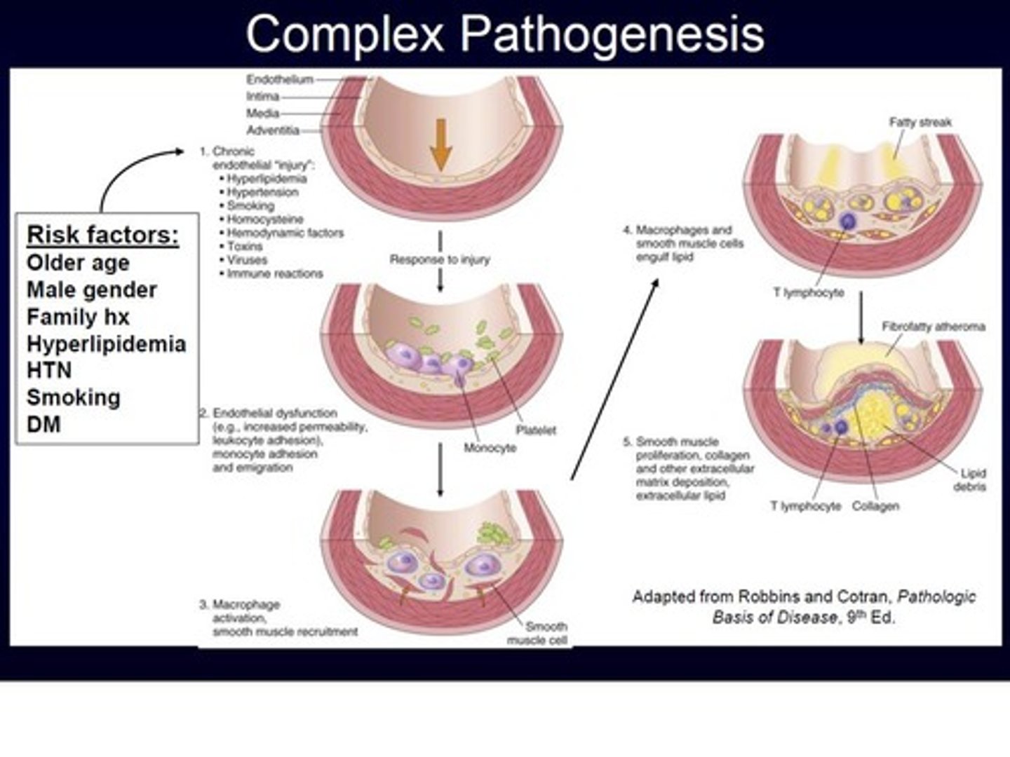 <p>The development of a disease</p>