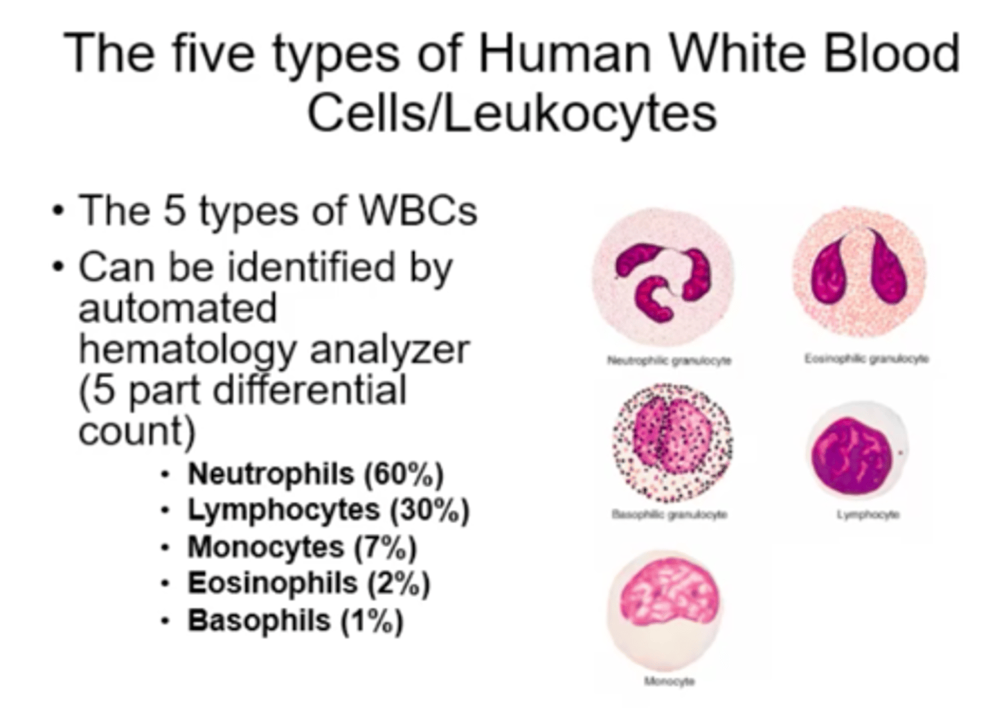 <p>neutrophils, eosinophils, basophils, monocytes, lymphocytes</p>