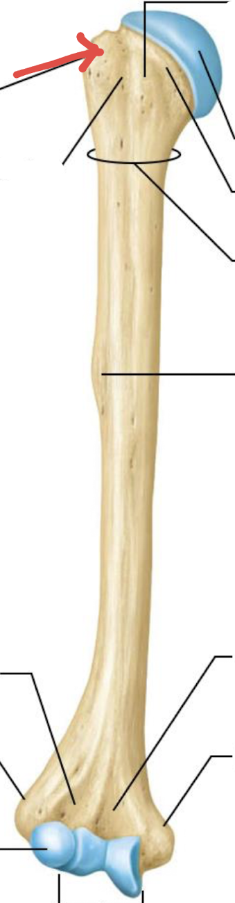<p>what is this part of the humerus?</p>