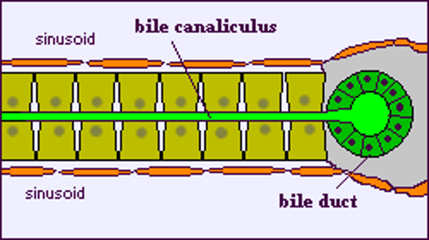 <p>collects bile secreted by hepatocytes</p>