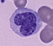 <p><strong>monocytes</strong></p>