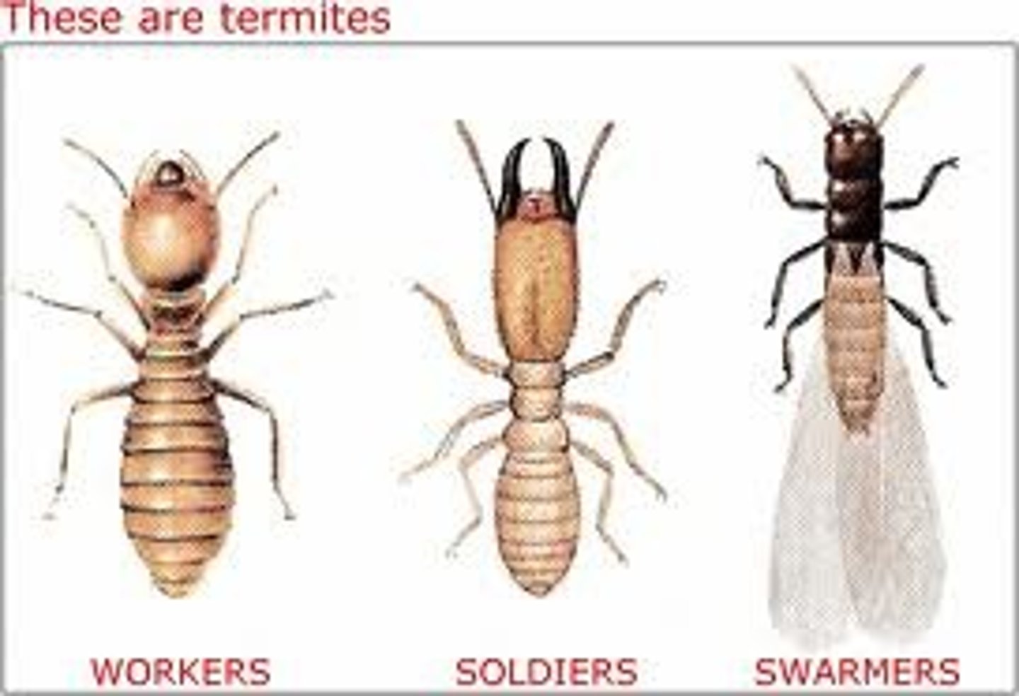 <p>(member of Order Blattodea): Termites</p><p>2 pair of similarly sized wings (winged reproductive only)</p><p>Abdomen broadly joined to thorax</p><p>Differential caste morphology: Reproductives: king &amp; queen</p><p>Workers</p><p>Soldiers - Nasute &amp; Mandibulate</p><p>- Feed on dead plant material (leaves, twigs, wood, lumber,</p><p>feces) - cellulose</p><p>Some are able to digest cellulose thru a mutualistic</p><p>relationship with microbial symbionts in their gut</p><p>Some will maintain specific fungus garden and feed</p><p>on it</p>