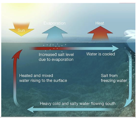 <p>Start with warm salty water which eventually cools down &amp; has a higher density which causes it to sink to the bottom </p>