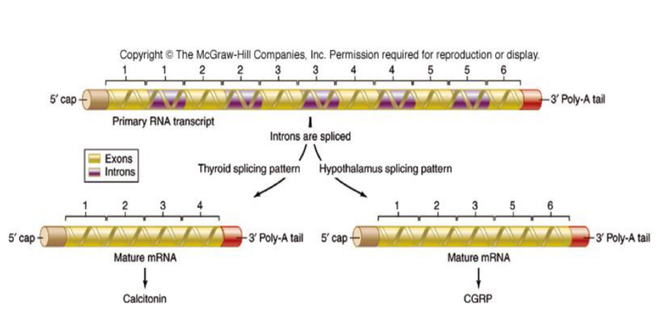 <ul><li><p>Post transcriptional regulation</p></li><li><p>Splicing: cutting out introns to produce mature mRNA to be translated </p></li><li><p>Alternative splicing allows multiple proteins to be made from one mRNA</p></li><li><p>Spliceosome Recognizes different splice sites in different tissue types</p></li><li><p>Different polypeptides products from same gene </p></li></ul><p></p>