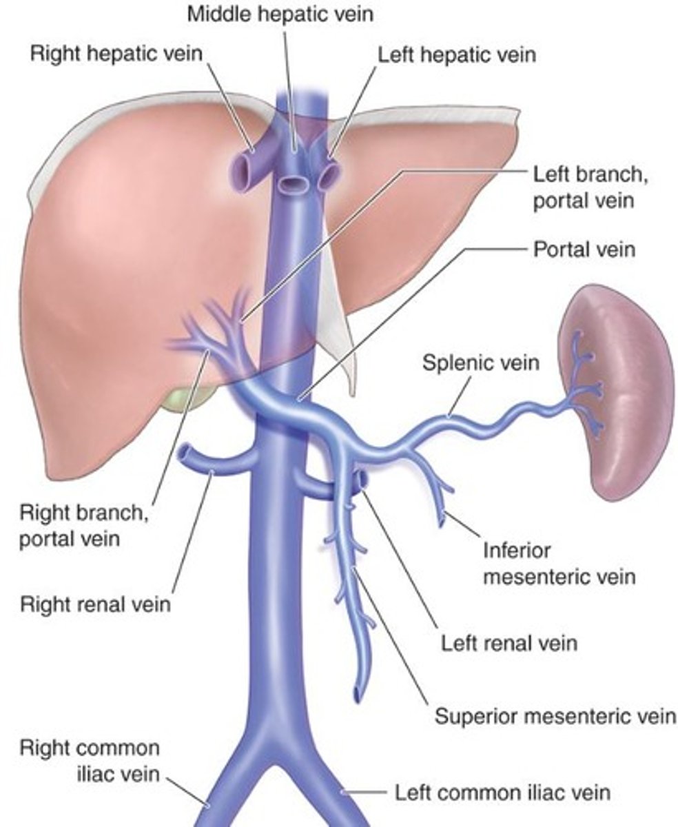 <p>It exits the spleen, travels across the back of the pancreas, and joins the SMV behind the neck of the pancreas.</p>
