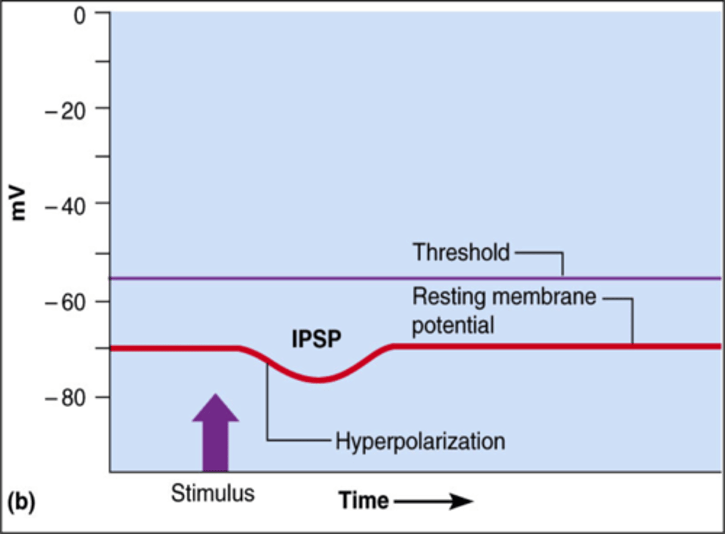 <p>synaptic potential that makes a postsynaptic neuron less likely to generate an action potential. Open potassium channels, chloride channels, or both.</p>