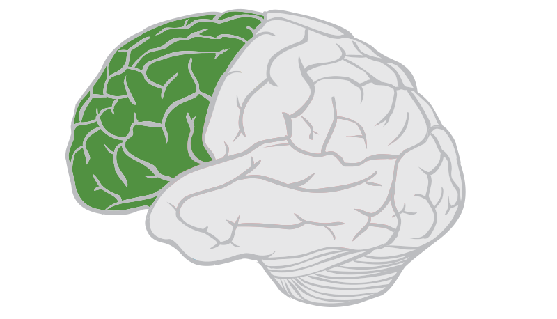 <p><span style="color: red;">portion of celebral cortex lying behind the forehead that controls <strong>movement, higher order thinking, and executive functioning</strong></span></p>