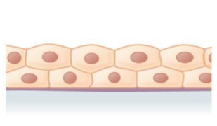 <p>what tissue is this </p>