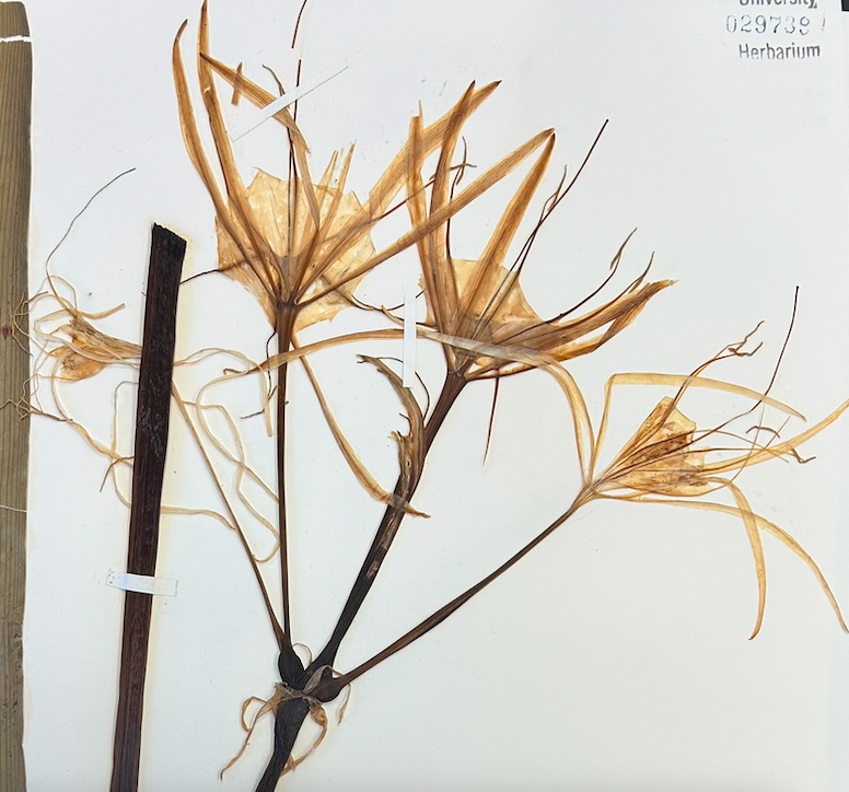 <p>Liliales</p><p>Liliaceae</p>