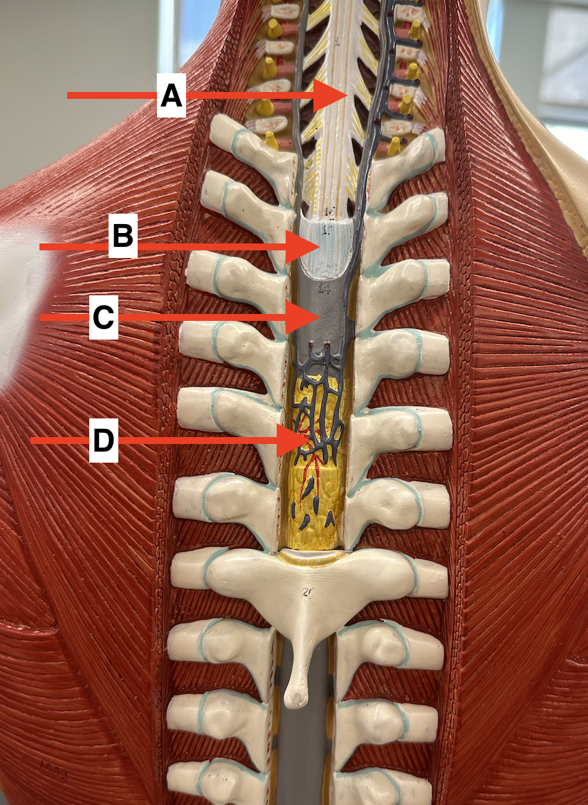 <p>Name point C.</p>