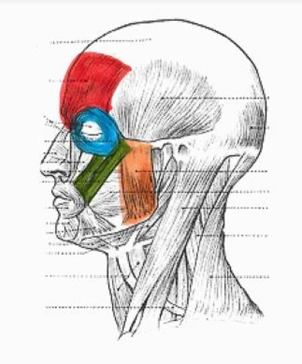 <p>orange muscle</p>