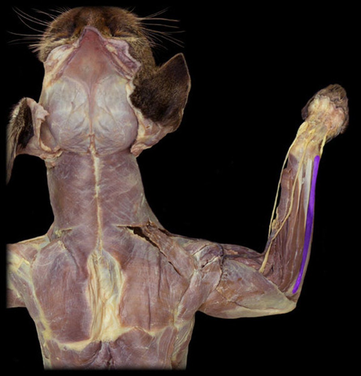 knowt flashcard image