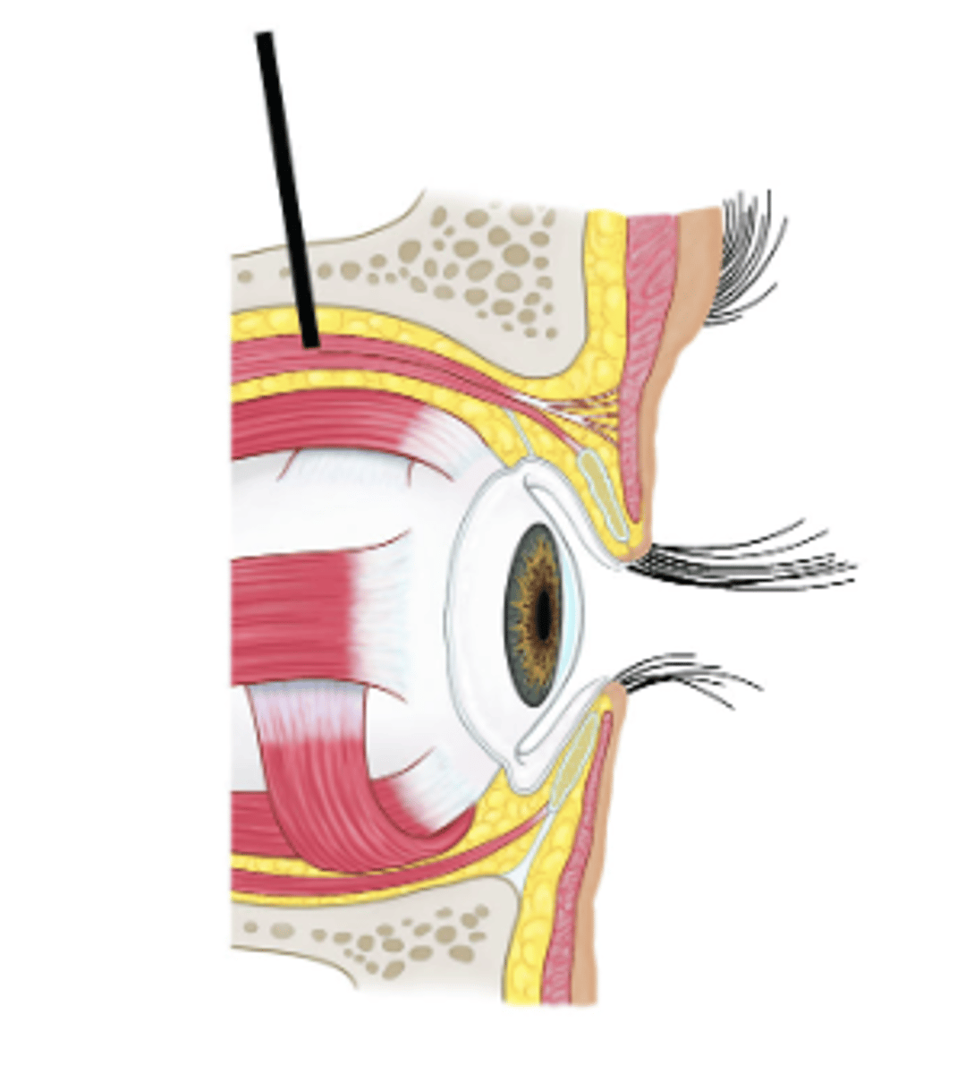 <p>Identify structure.</p>