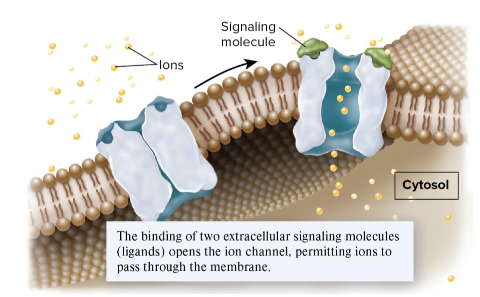 <p>ligand binds to channel, allowing it to open for ions to pass through membrane</p><ul><li><p>Ex: nervous system neurotransmitter</p></li></ul><p></p>