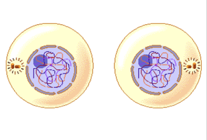 Which stage of the Cell Cycle? What happens?
