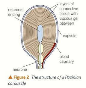 <p>specific sensory receptors that detect mechanical pressure. deep within your skin.</p><ul><li><p>end of the sensory neurone is found within layers of connective tissue.</p></li><li><p>membrane has Na+ ion channels</p></li></ul><p></p>