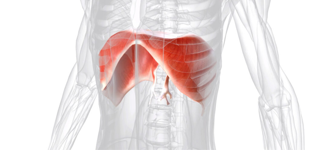 <p>The <strong><em><em></em></strong></em>__ is the muscle that contracts and relaxes for breathing.</p>