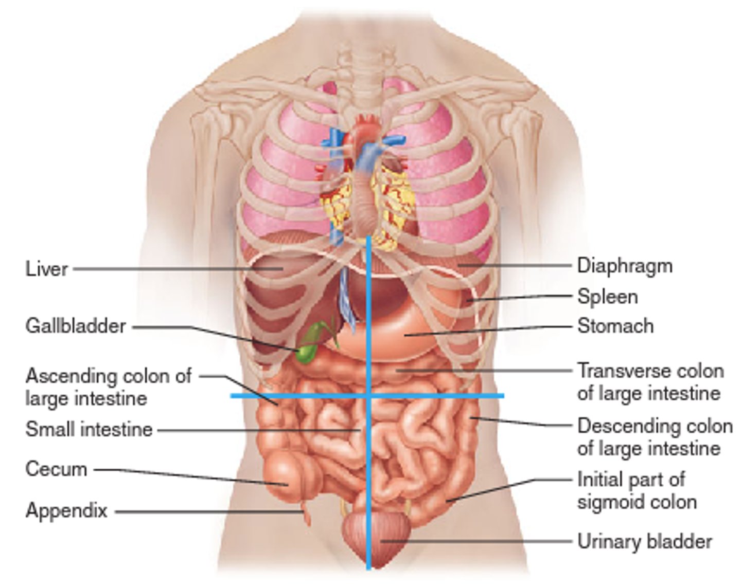 <p>•Gall bladder<br>Right lobe of liver</p>