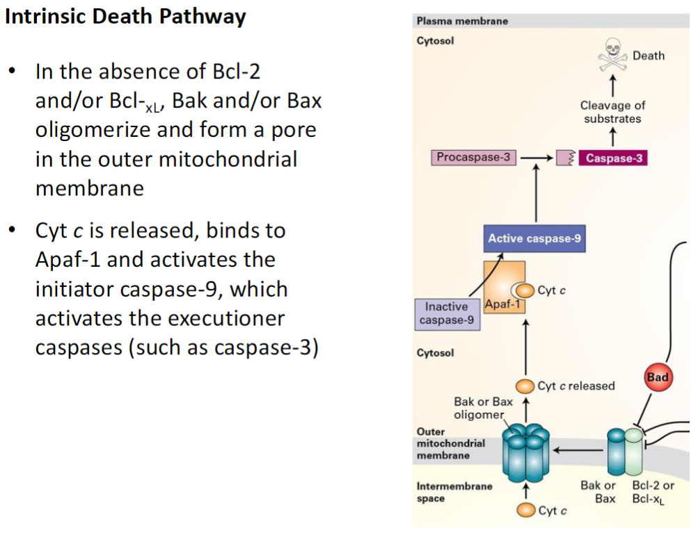 <p><strong>Loss of Pro-Survival Proteins</strong><br> Without Bcl-2 or Bcl-XL, Bak and Bax oligomerize and form pores in the outer mitochondrial membrane</p><p><strong>Cytochrome C Release</strong><br> Cytochrome C exits the mitochondria and binds Apaf-1</p><p><strong>Caspase Activation</strong><br> Apaf-1 activates initiator caspase-9<br> Caspase-9 activates effector (executioner) caspases such as caspase-3<br> Leads to systematic degradation of cellular proteins and DNA, completing apoptosis</p>