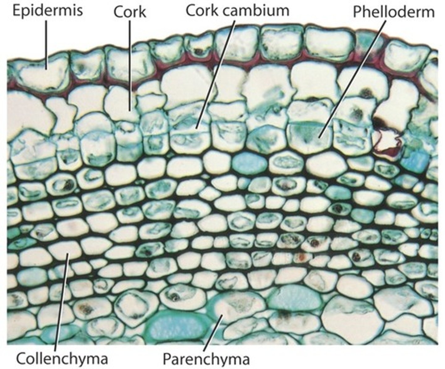 <p>= cork cambium, produces phellem + phelloderm</p>