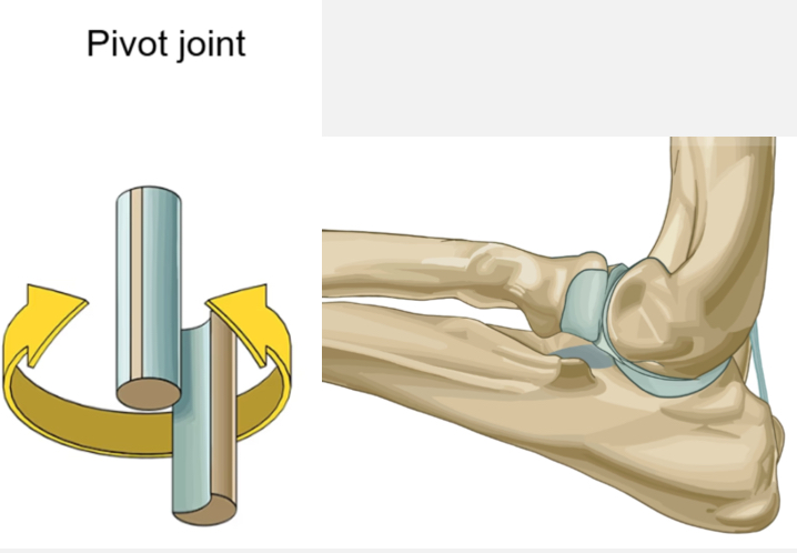 <p>Ex. Proximal radioulnar joint</p><p>Movement - rotation</p>